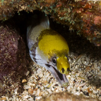 Gymnothorax rueppelliae (Yellowhead Moray)