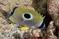 Chaetodon unimaculatus (Teardrop Butterflyfish)