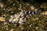 Cirrhitus pinnulatus (Stocky Hawkfish)