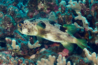 Diodon holocanthus (Longspine Porcupinefish)