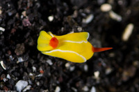 Siphopteron quadrispinosum (Four-Spined Slug)