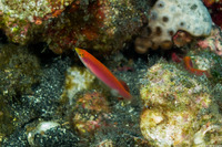 Pseudojuloides cerasinus (Pencil Wrasse)