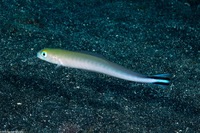Malacanthus brevirostris (Flagtail Blanquillo)