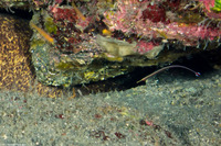 Dunckerocampus baldwini (Redstripe Pipefish)