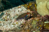 Pseudocheilinus tetrataenia (Fourline Wrasse)