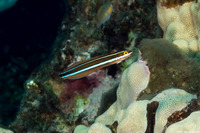 Plagiotremus ewaensis (Ewa Fang Blenny)