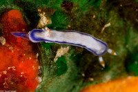 Hypselodoris peasei (Locust Nudibranch)