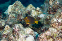 Ctenochaetus strigosus (Goldring Surgeonfish)