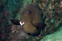 Ctenochaetus hawaiiensis (Black Surgeonfish)