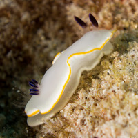 Ardeadoris scottjohnsoni (Scott Johnson's Nudibranch)