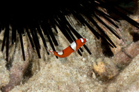 Coris gaimard (Yellowtail Coris)