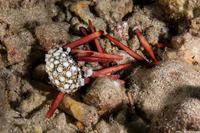 Heterocentrotus mamillatus (Red Pencil Urchin)