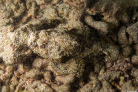 Scorpaenopsis diabolus (Devil Scorpionfish)