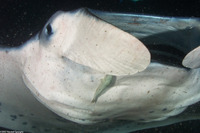 Remora albescens (White Remora)