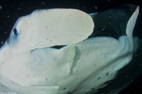 Remora albescens (White Remora)