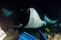 Mobula alfredi (Coastal Manta Ray)
