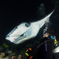 Mobula alfredi (Coastal Manta Ray)