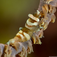 Pontonides ankeri (Barred Wire Coral Shrimp)