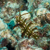 Novaculichthys taeniourus (Rockmover Wrasse)