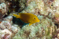 Ctenochaetus strigosus (Goldring Surgeonfish)