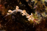 Facelinidae sp.1 (Facelinid sp.1)