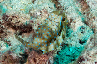 Lactoria fornasini (Thornback Cowfish)