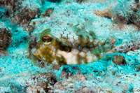 Lactoria fornasini (Thornback Cowfish)