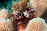 Spirobranchus sp.1 (Christmas Tree Worm)