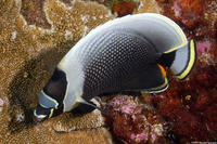Chaetodon reticulatus (Reticulated Butterflyfish)