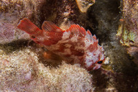 Sebastapistes coniorta (Speckled Scorpionfish)