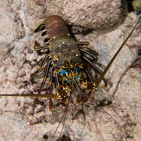 Panulirus penicillatus (Pronghorn Spiny Lobster)