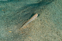 Synodus lobeli (Lobel's Lizardfish)