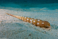 Terebra guttata (White-Spotted Auger)