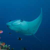 Mobula alfredi (Coastal Manta Ray)