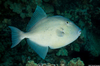 Balistes polylepis (Finescale Triggerfish)