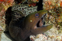 Gymnothorax undulatus (Undulated Moray)