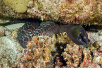 Gymnothorax undulatus (Undulated Moray)