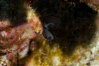 Pycnochromis leucurus (White-Tail Chromis)