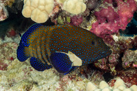 Cephalopholis argus (Peacock Grouper)