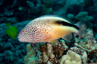 Paracirrhites forsteri (Freckled Hawkfish)