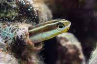 Plagiotremus goslinei (Gosline's Fang Blenny)