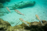 Mulloidichthys flavolineatus (Yellowstripe Goatfish)