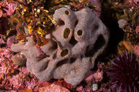 Trididemnum opacum (Trididemnum Opacum)