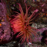Urticina eques (White-Spotted Rose Anemone)