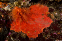 Acarnus erithacus (Red Volcano Sponge)