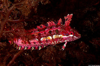 Gibbonsia montereyensis (Crevice Kelpfish)