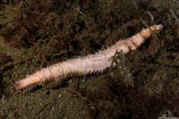 Pseudocnus lubricus (Fisher's Sea Cucumber)