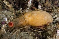 Hiatella arctica (Wrinkled Rock Borer)