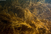 Desmarestia ligulata (Flattened Acid Kelp)