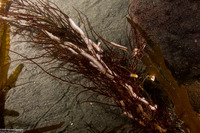 Californiconus californicus (California Cone Snail)